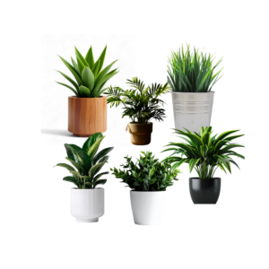 Collection of Green Wild green plant